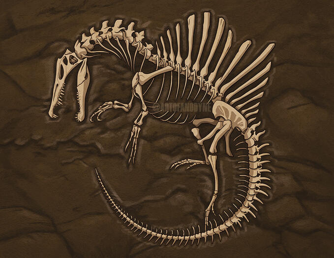 Spino Skeleton